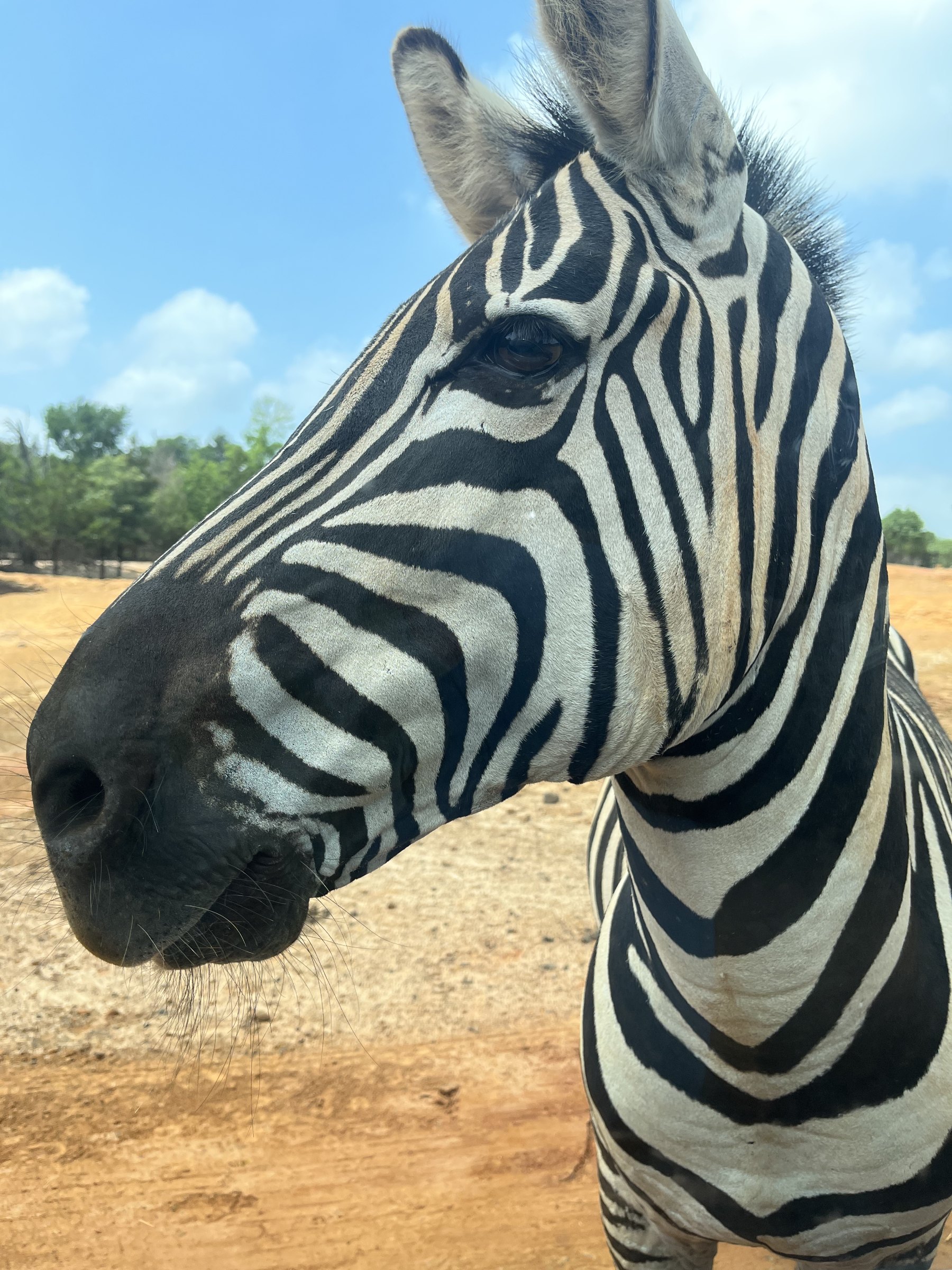 ZEBRA! — Denman Crossroads, Texas, United States